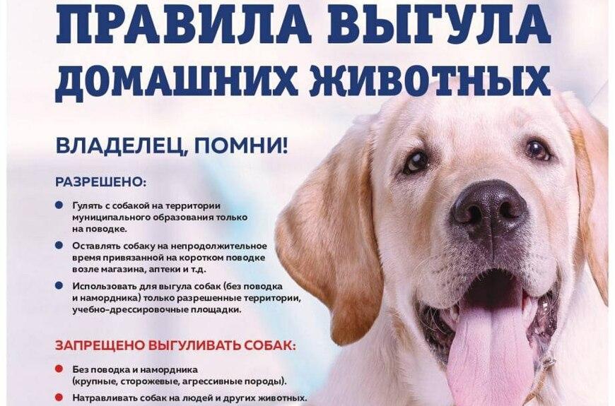 Самовыгул домашних собак запрещен