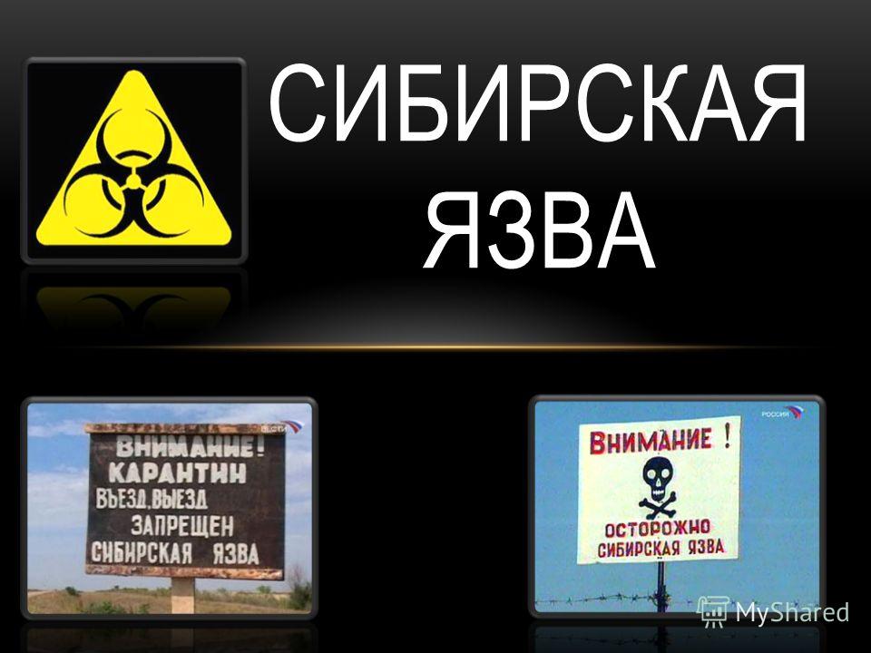 Сибирская язва - одно из наиболее опасных инфекционных заболеваний животных
