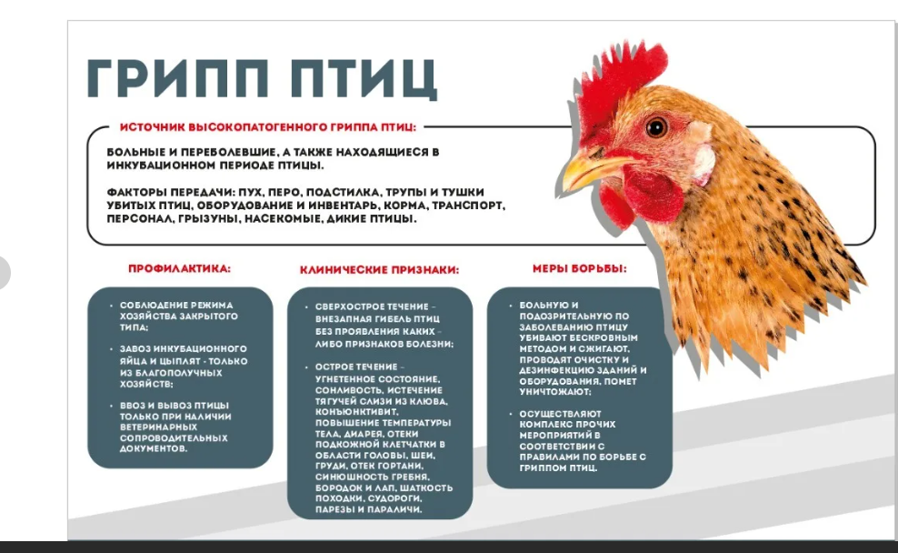 Осторожно грипп птиц!  
